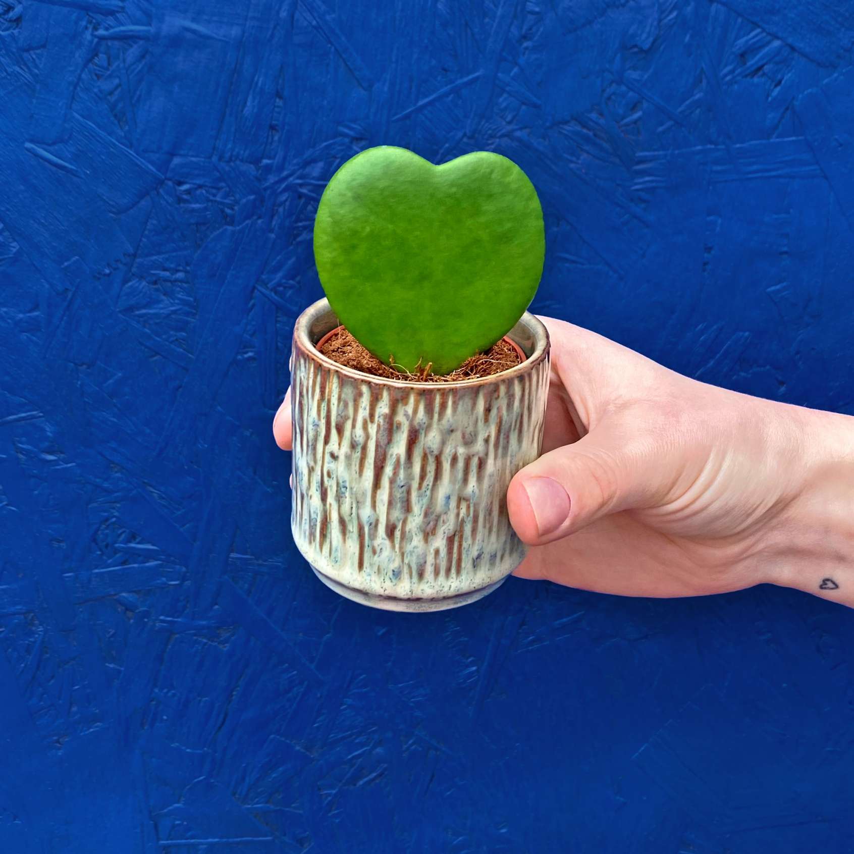 Hoya heart shaped plant